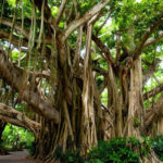 Bargad-Tree-Bark