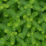 Bhumiamla Ayurvedic Liver Health & Jaundice Medicine