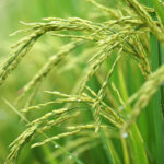 Rice-(Oryza-Stavia)