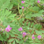 Sharpunkha-Plant