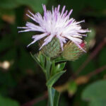 Smooth-Camel-Thistle​