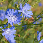 chicory, Cichorium intybus, blue-flowered perennial plant of the family Asteraceae.