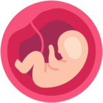 fetus