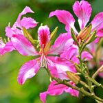 kanchanar-benefits-for-women