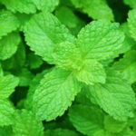 mint