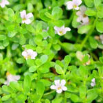 brahmi Capsule, Monnieri Supplement