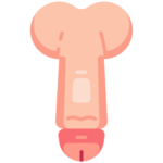 penis size increase